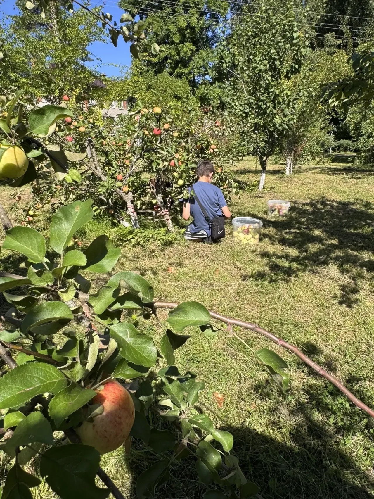 🍎🍏 СОБИРАЕМ УРОЖАЙ 🍏🍎