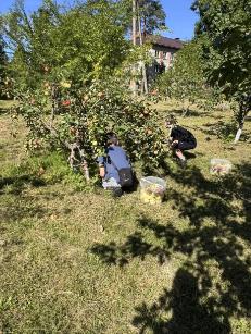 🍎🍏 СОБИРАЕМ УРОЖАЙ 🍏🍎